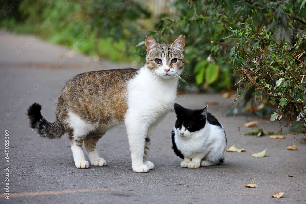 Mother cat with kitten on autumn street. Two cats on a road Mother cat with kitten on autumn street. Two cats on a road