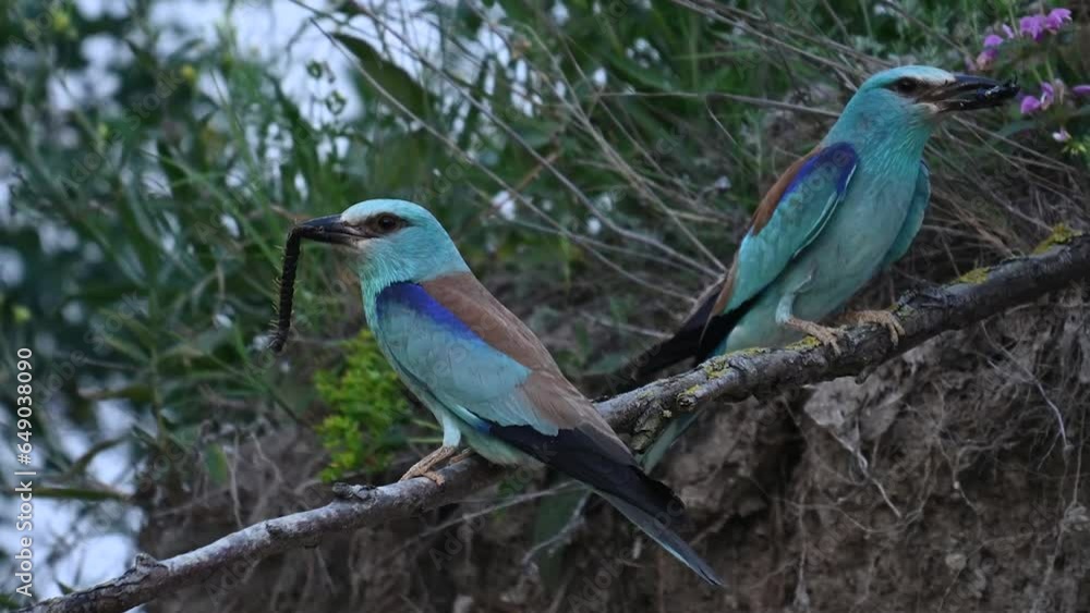 European Roller Coracias Garrulus bird in the wild. Two birds with food in their beak, the bird arrives, sits on a stick and flies away. Nesting season. European Roller Coracias Garrulus bird in the wild. Two birds with food in their beak, the bird arrives, sits on a stick and flies away. Nesting season.