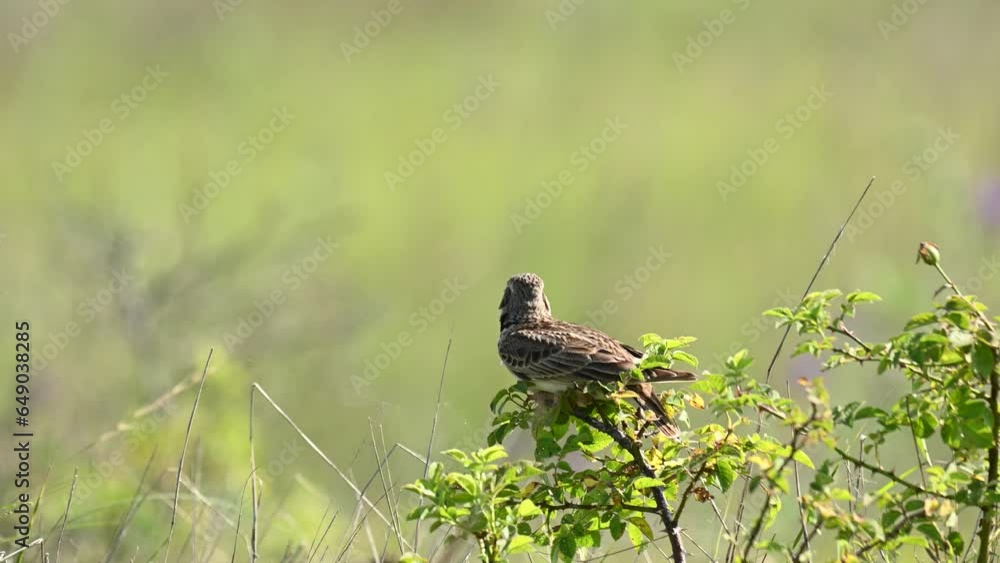 Eurasian Skylark, Alauda arvensis, in the habitat close up. Slow motion. Eurasian Skylark, Alauda arvensis, in the habitat close up. Slow motion.