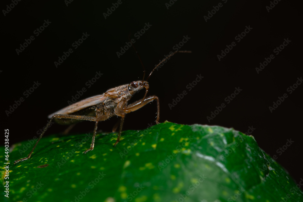 Newborn little strange insect bug nymph macro close-up with black background and a green leaf Newborn little strange insect bug nymph macro close-up with black background and a green leaf