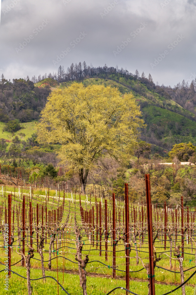 Fototapeta premium A vineyard of dormant vines are in green field of grass. Metal stakes can be seen in row in the field. A tall tree is turning fall colors in the background. There is hill and cloudy sky behind the tr