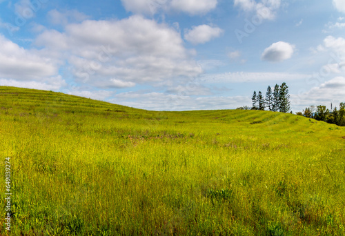 A large green and yellow field of high grass is growing on an expansive hillside. Tall pine trees, a blue sky and white clouds are in the background