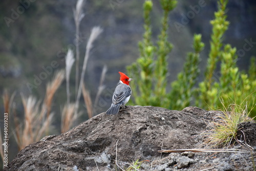 Red-crested cardinal (Paroaria coronata) | Kauai | Hawaii photo