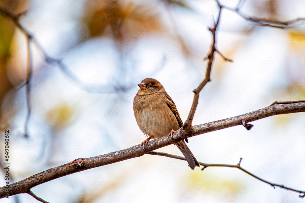 Female House Sparrow (Passer domesticus) in Dublin, Ireland Female House Sparrow (Passer domesticus) in Dublin, Ireland