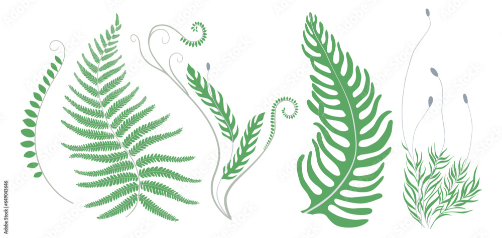 Set of green ferns and moss. Collection of abstract botanical elements for graphic design and decor. Vector illustration EPS10