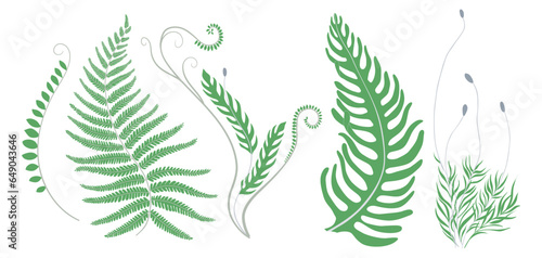 Set of green ferns and moss. Collection of abstract botanical elements for graphic design and decor. Vector illustration EPS10