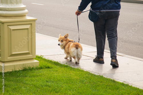 Corgi is a dog.A Corgi dog on a walk with its owner.