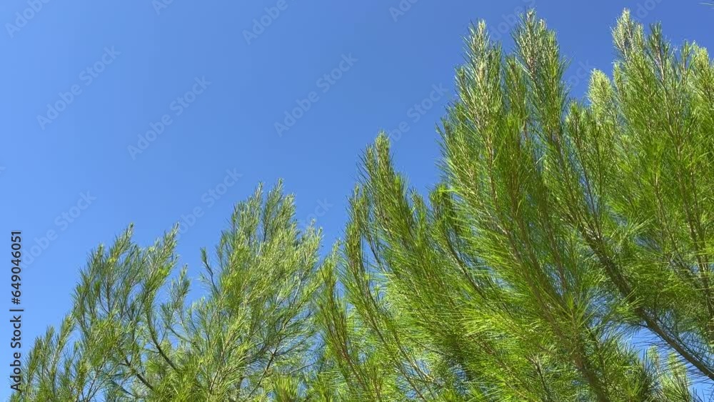 Green pine tree branches against blue sky. Green pine tree branches against blue sky.