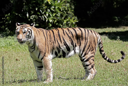 A Bengal tiger is stalking prey in the grassland. This big cat has the scientific name Panthera tigris tigris.