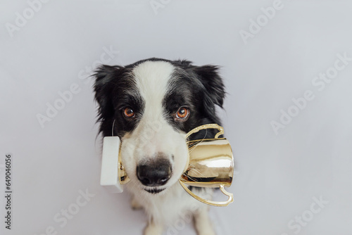 Cute puppy dog border collie holding gold champion trophy cup in mouth isolated on white background. Winner champion funny dog. Victory first place of competition. Winning or success concept © Юлия Завалишина