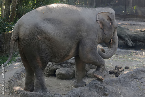 A Sumatran elephant is eating grass in a grassland. This large mammal, which is endemic to Sumatra Island, Indonesia, has the scientific name Elephas maximus sumatrensis.