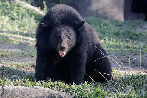 A Himalayan black bear is resting in a meadow. This large and strong mammal has the scientific name Ursus thibetanus laniger.
 photo