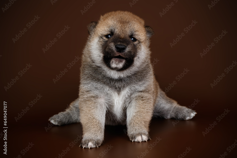Shiba inu on colored backgrounds Shiba inu on colored backgrounds