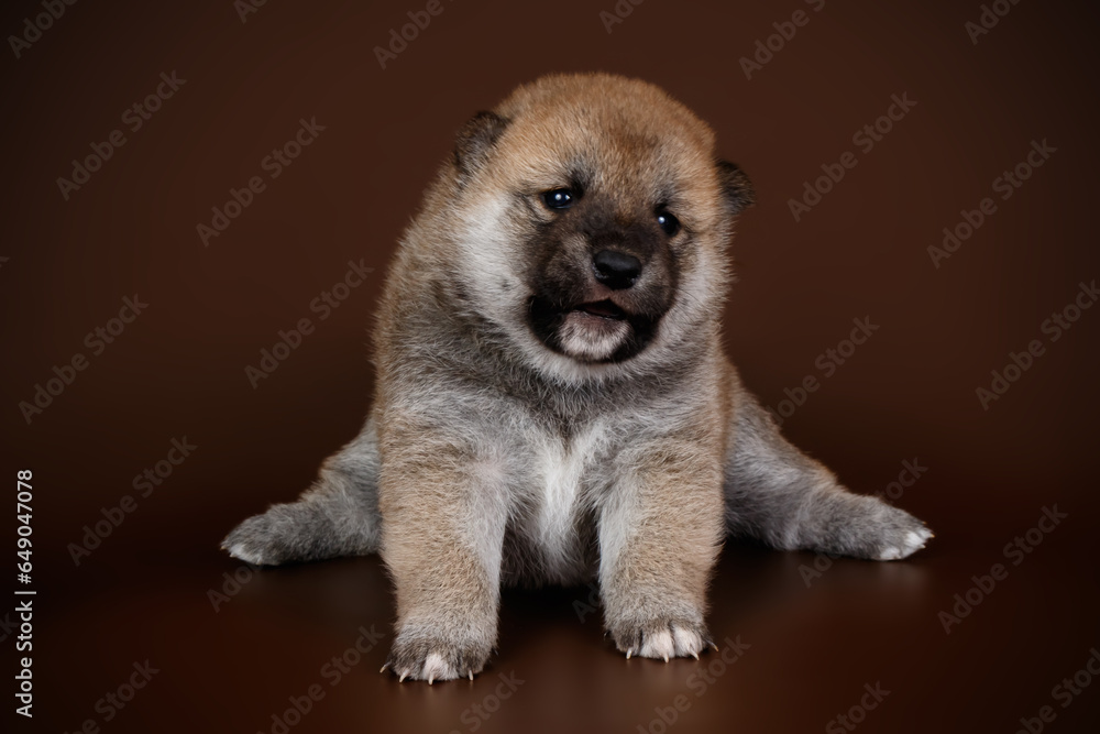 Obraz premium Shiba inu on colored backgrounds