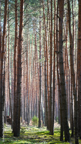 Fototapeta Naklejka Na Ścianę i Meble -  forest in autumn