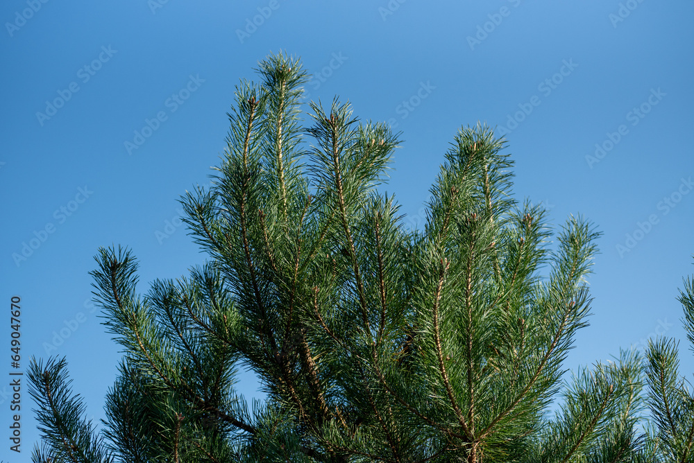 pine branches against sky pine branches against sky