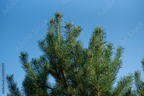 pine branches against sky