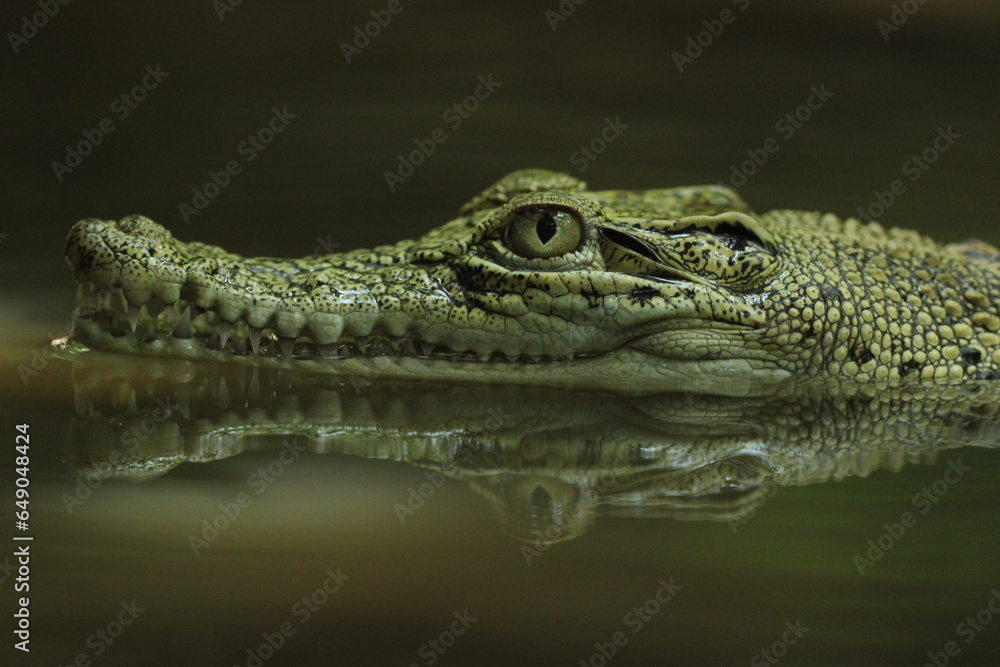crocodiles, estuarine crocodiles, estuarine crocodiles in fresh water
