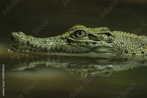 crocodiles, estuarine crocodiles, estuarine crocodiles in fresh water 