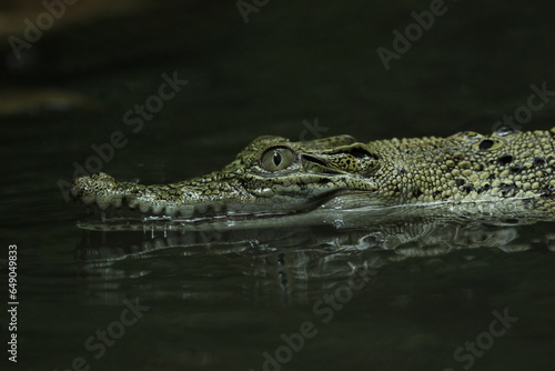 crocodiles, estuarine crocodiles, estuarine crocodiles in fresh water 