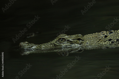 crocodiles, estuarine crocodiles, estuarine crocodiles in fresh water 