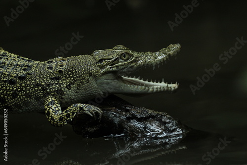 crocodile  estuarine crocodile  gaping estuarine crocodile 