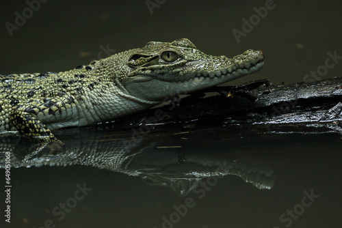 crocodile, estuarine crocodile, estuarine crocodile face close up