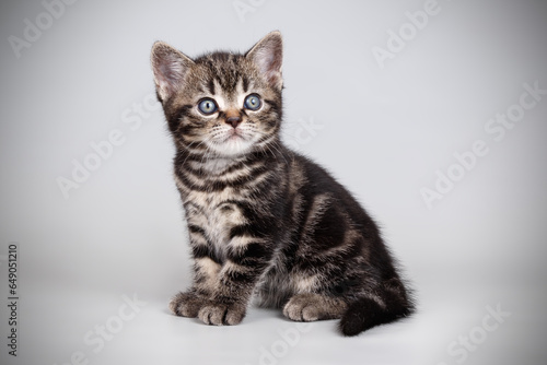 American shorthair cat on colored backgrounds