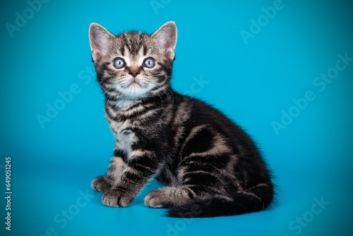 American shorthair cat on colored backgrounds