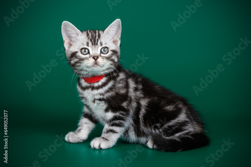 American shorthair cat on colored backgrounds © Aleksand Volchanskiy