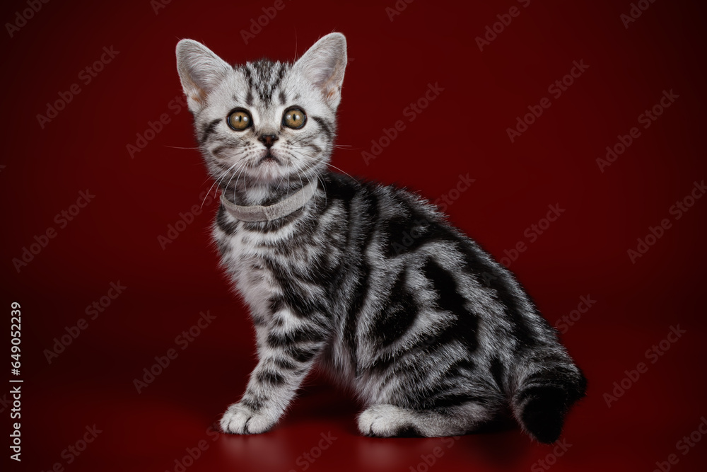 Fototapeta premium Studio photography of an American shorthair cat on colored backgrounds