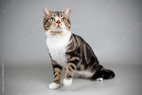 American shorthair cat on colored backgrounds