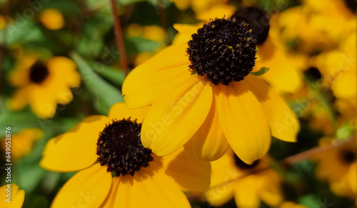 yellow flowers