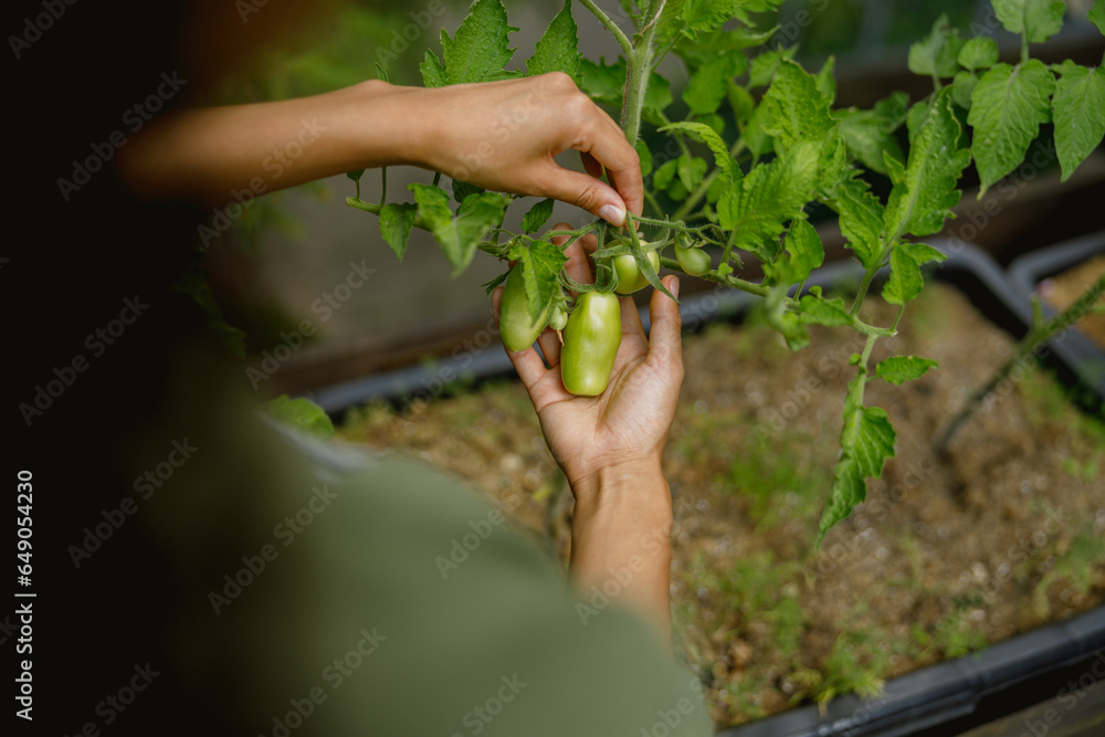 Close up of female farmer taking care of tomato plants in vegetables plantation. Agriculture concept