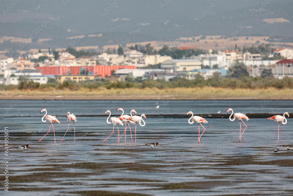 Naklejka premium A flock of beautiful pink flamingos walking on the beach of Alexandroupolis Evros Greece near to Delta Evros National Park, winter migration