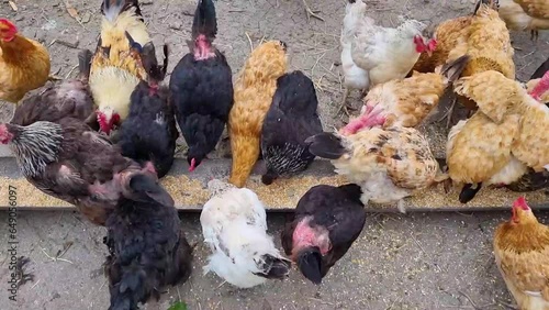 Chickens peck grain on a poultry farm. Black chickens. Red chickens. White chickens. photo