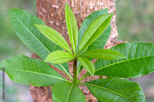 Young Pulai, Alstonia scholaris leaves, commonly called blackboard tree. Natural background photo