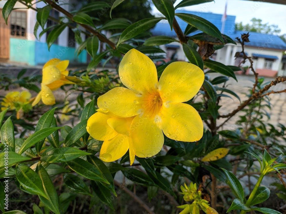 Allamanda cathartica flower in tropical nature Allamanda cathartica flower in tropical nature