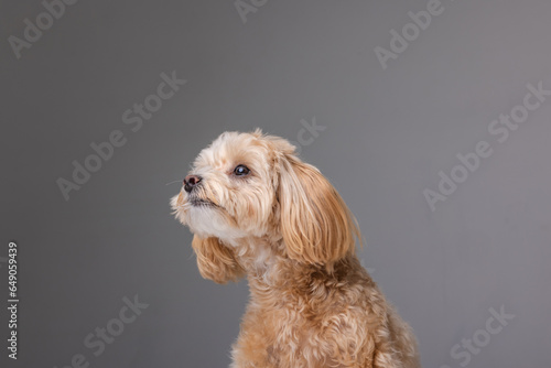 Maltipoo dog portrait on empty white background, happy dogs concept