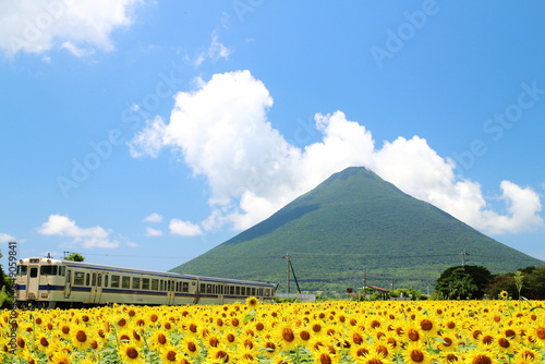 列車とひまわりと開聞岳の美しい西大山駅の景色