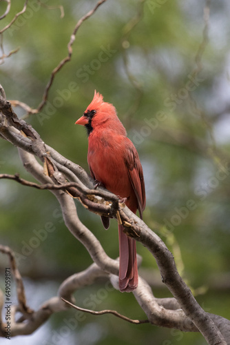 cardinal in curly willow tree