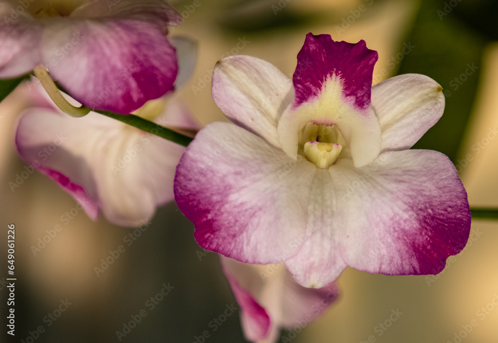 Dendrobium bigibbum, commonly known as the Cooktown orchid or mauve butterfly orchid, is an epiphytic or lithophytic orchid in the family Orchidaceae Dendrobium bigibbum, commonly known as the Cooktown orchid or mauve butterfly orchid, is an epiphytic or lithophytic orchid in the family Orchidaceae