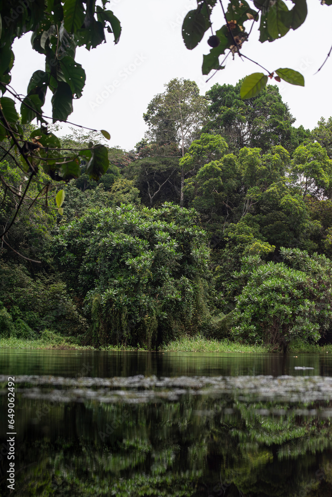 tropical forest ebogo village Cameroon