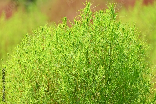 Kochia ( Bassia scoparia ). Amaranthaceae annual plants. Stems are erect and initially green, later turning red. The fruit is edible and medicinal. photo