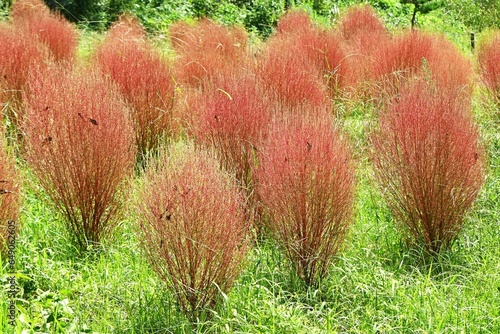 Kochia ( Bassia scoparia ). Amaranthaceae annual plants. Stems are erect and initially green, later turning red. The fruit is edible and medicinal. photo