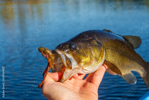 Holding great catch bass, selective focus copy space image.