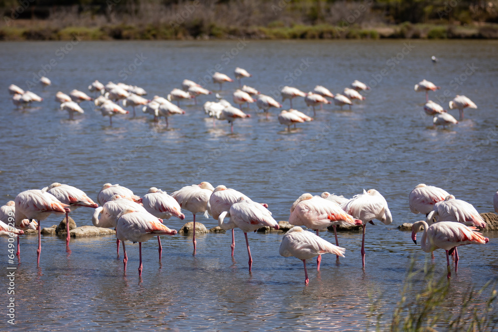 There are dozens of large pink flamingos in shallow rocky lake. Comfortable habitat for natural fauna