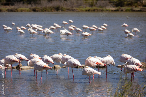 There are dozens of large pink flamingos in shallow rocky lake. Comfortable habitat for natural fauna