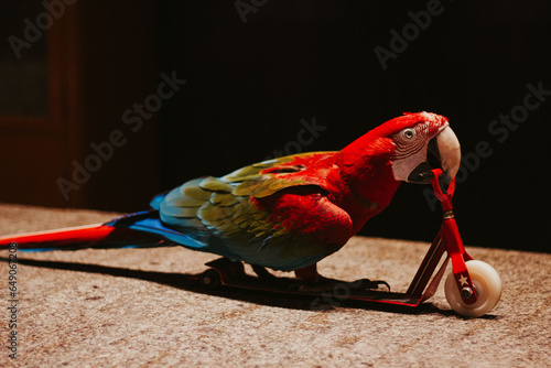 trained smart macaw bird parrot doing trick on scooter