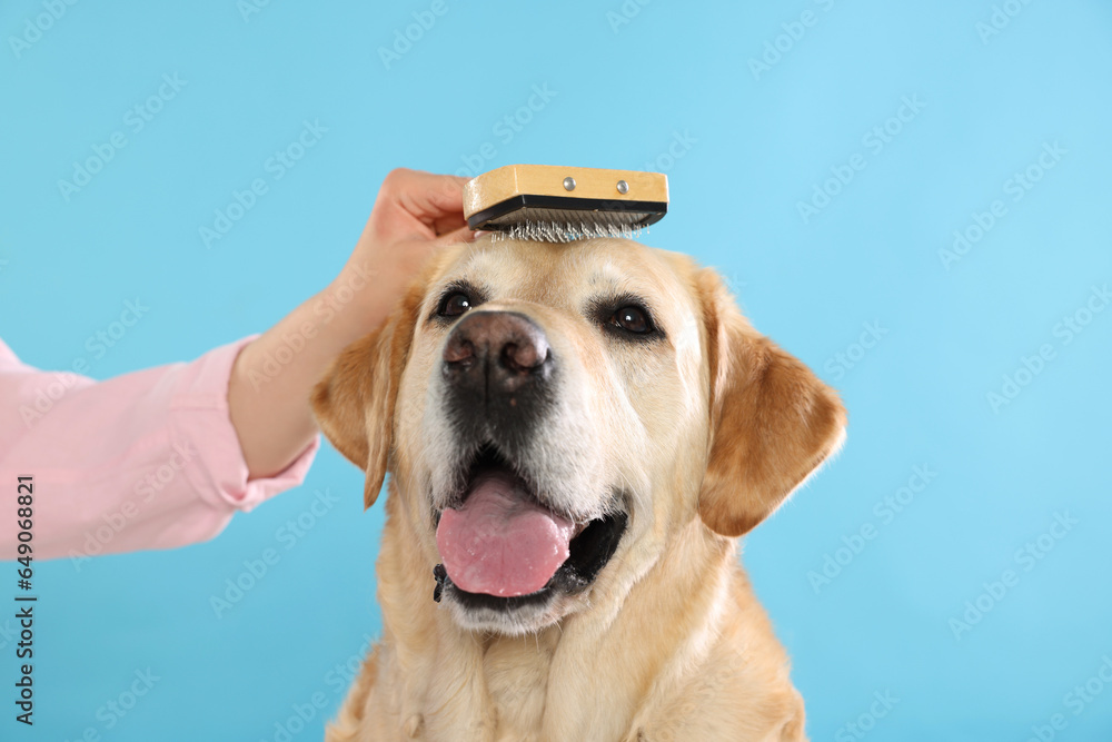 Woman brushing cute Labrador Retriever dog on light blue background, closeup Woman brushing cute Labrador Retriever dog on light blue background, closeup